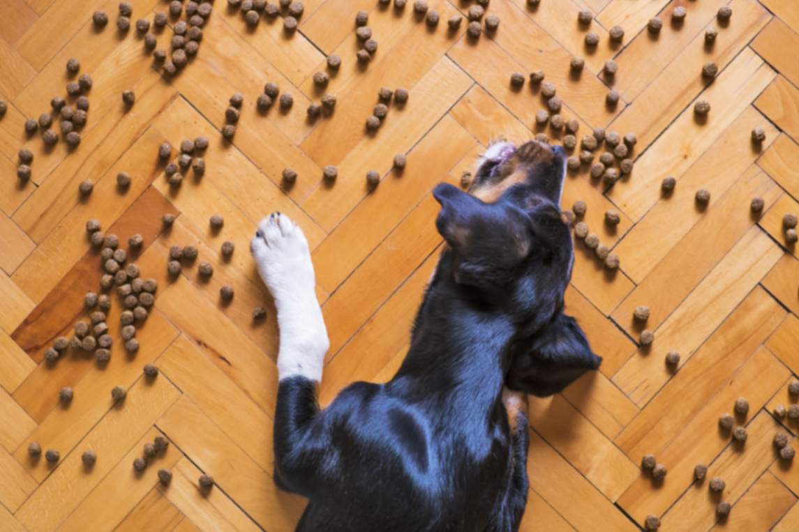 un chien qui mange des croquettes éparpillés sur le sol