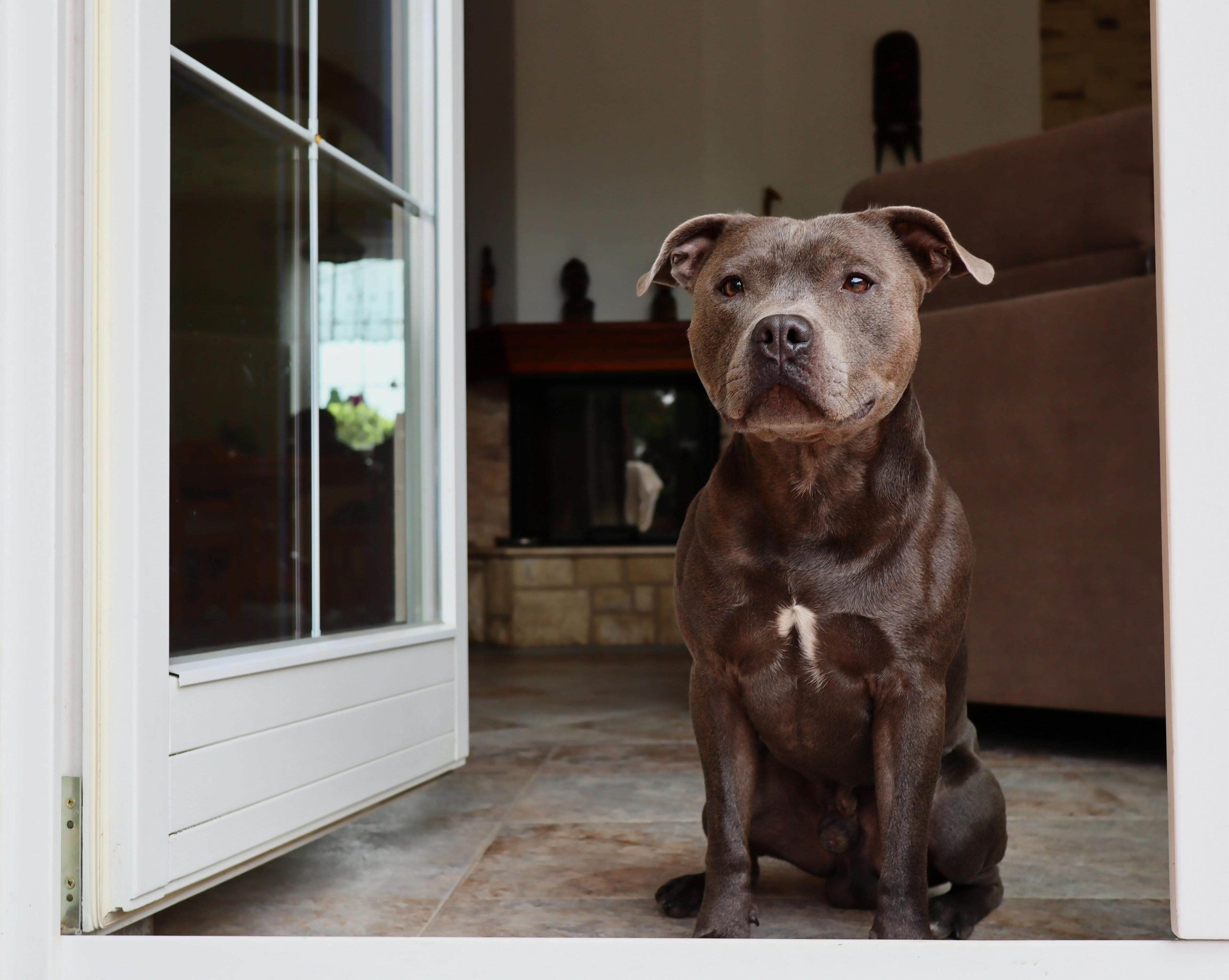Comment apprendre le “assis” à mon chien ?