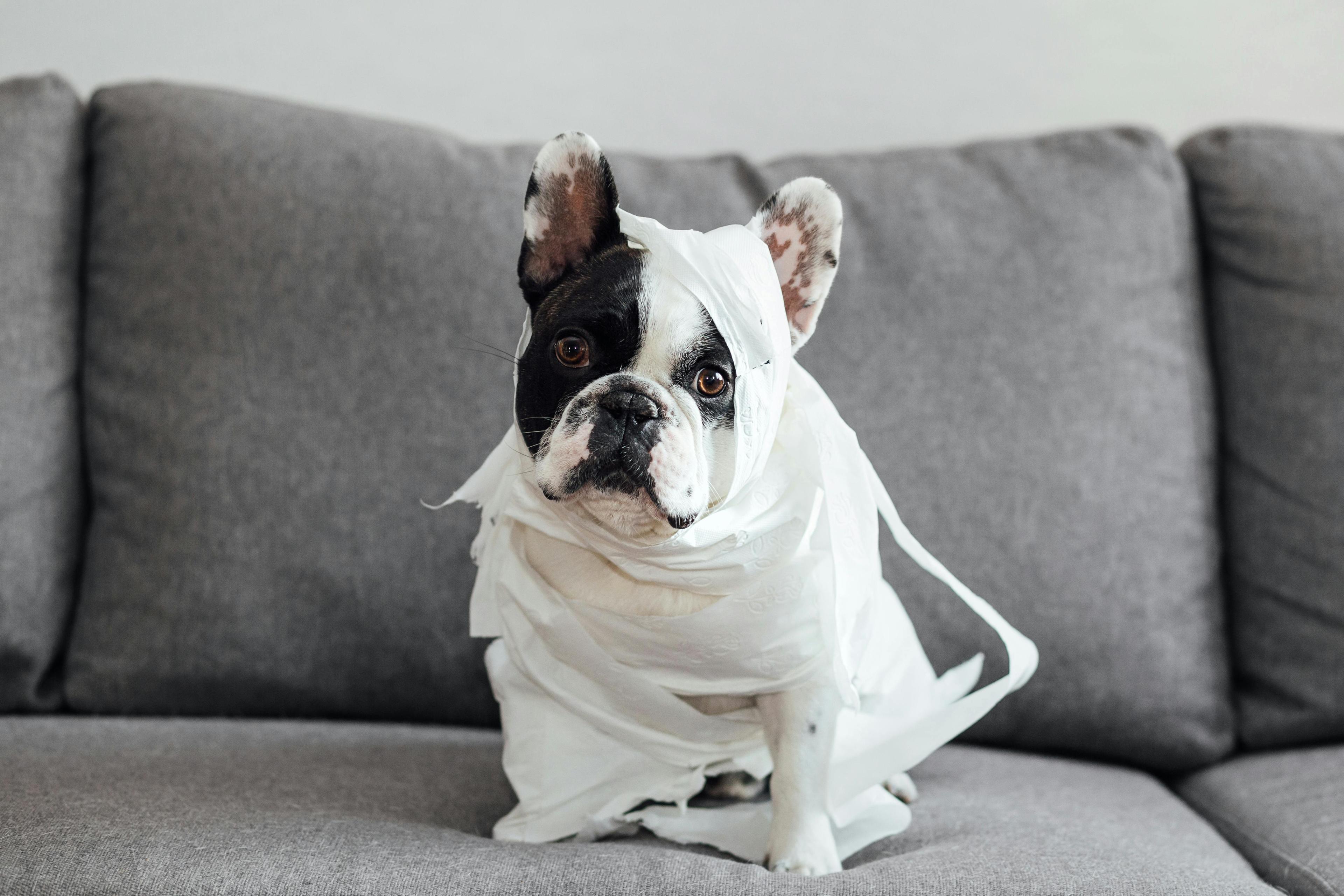 Comment rendre un chien adulte propre ?